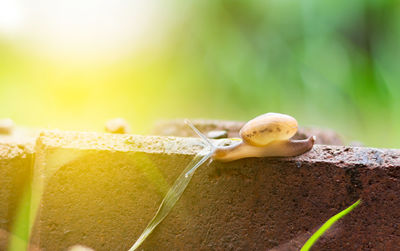 Close-up of snail