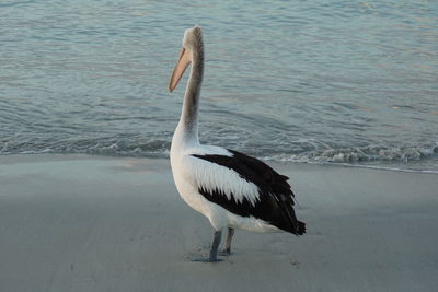 Swan on water