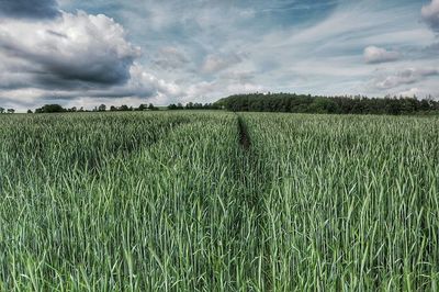 Scenic view of field against cloudy sky