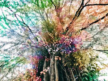 Low angle view of flower tree