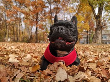 Portrait of a dog with autumn leaves
