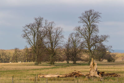 Trees on field against sky