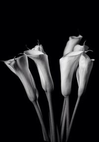 Close-up of white flower against black background