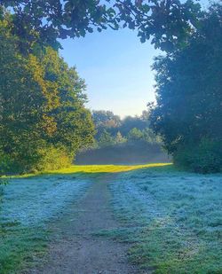 Scenic view of forest against clear sky