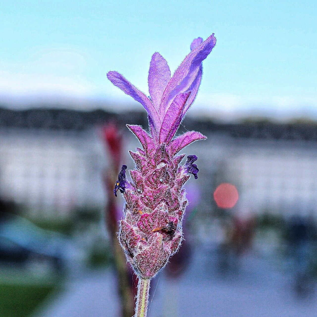 flower, focus on foreground, fragility, freshness, purple, beauty in nature, close-up, nature, growth, stem, clear sky, pink color, petal, plant, blue, selective focus, water, outdoors, blooming, flower head