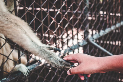 Close-up of human hand holding chainlink fence at zoo