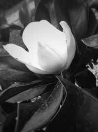 Close-up of fresh flower blooming outdoors