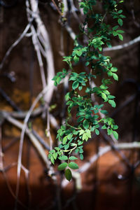 Close-up of potted plant