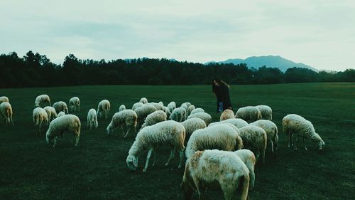 Flock of sheep on landscape against sky