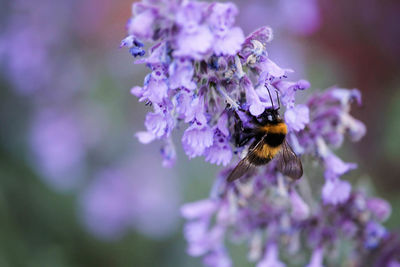 Close-up of bee pollinating on purple flower