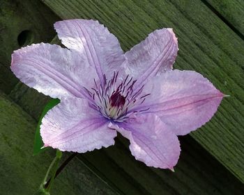 Close-up of flower blooming outdoors