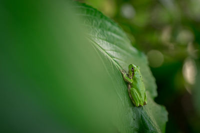 Close-up of insect on leaf