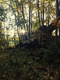 Sun shining through trees in forest