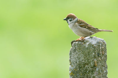 Close-up of bird perching on wooden post