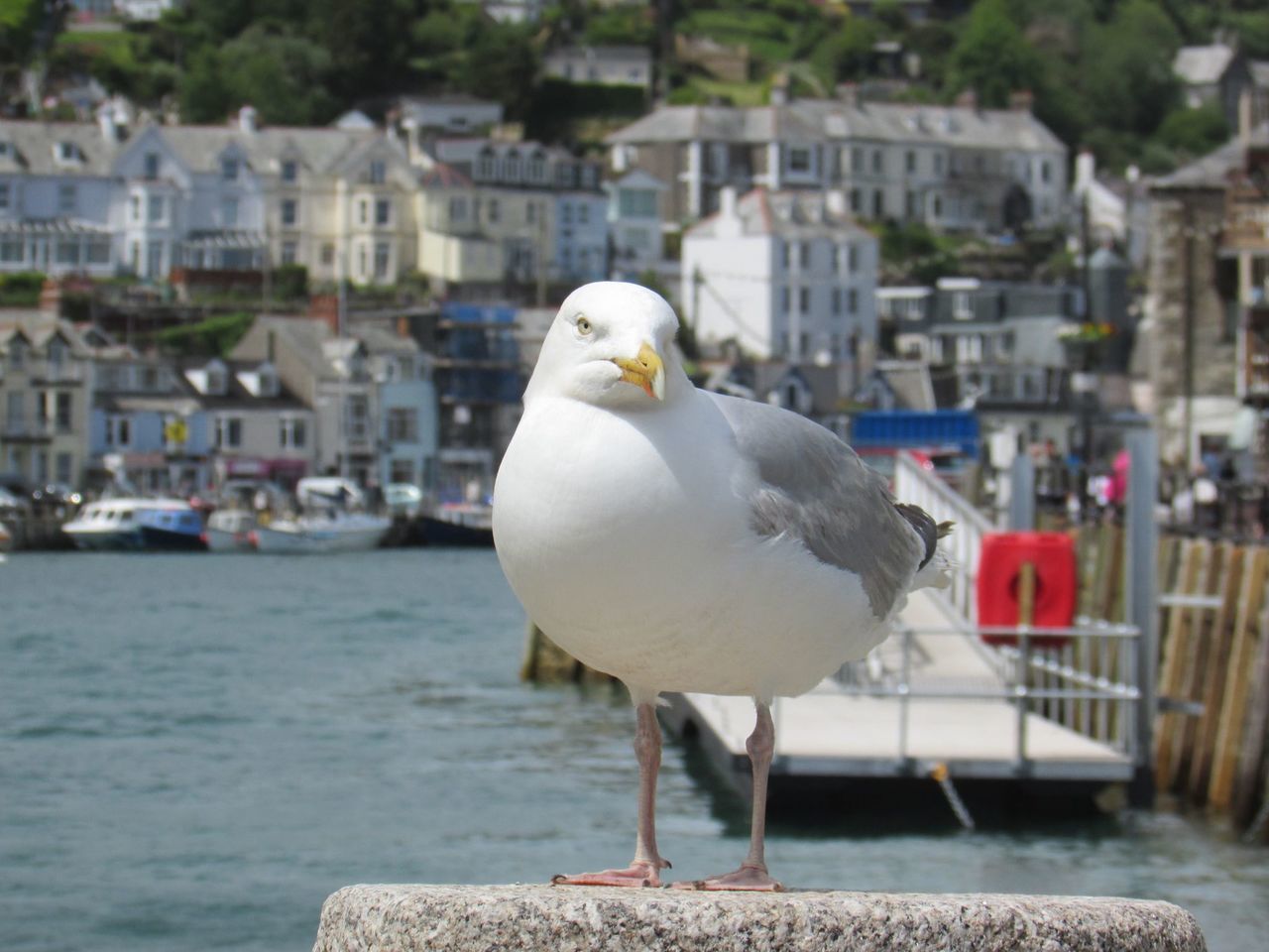 Seagull