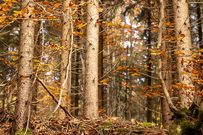 Trees growing in forest during autumn