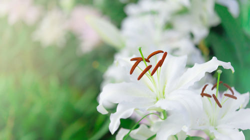 Close-up of white flowering plant