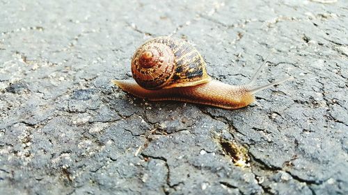 Close-up of snail on ground