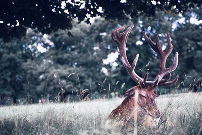 Deer in a field