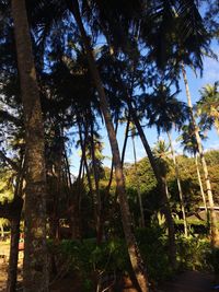 Low angle view of trees against sky