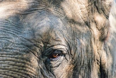 Close-up of elephant eye