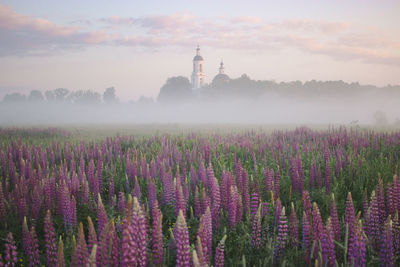 Scenic view of lavender field against sky during foggy weather