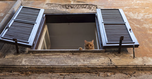 Portrait of a cat looking through window of building