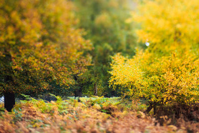 Close-up of fresh green plants against trees