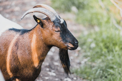 Close-up of a goat looking away