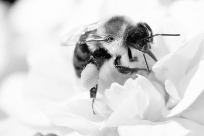 Close-up of bee on flower