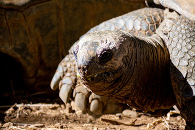 Close-up of a turtle