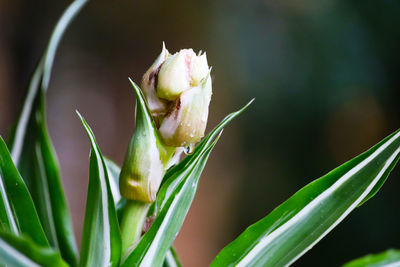 Close-up of rose bud