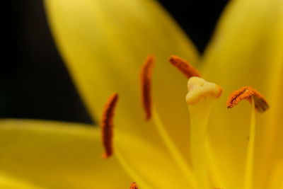 Close-up of yellow flower