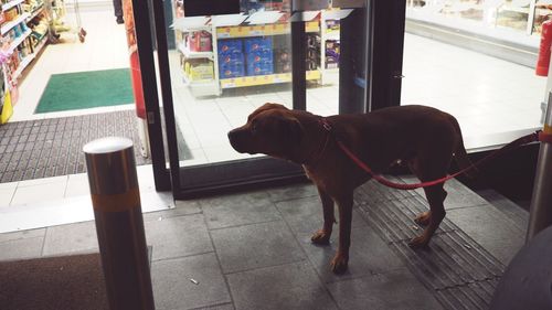 Dog standing on floor