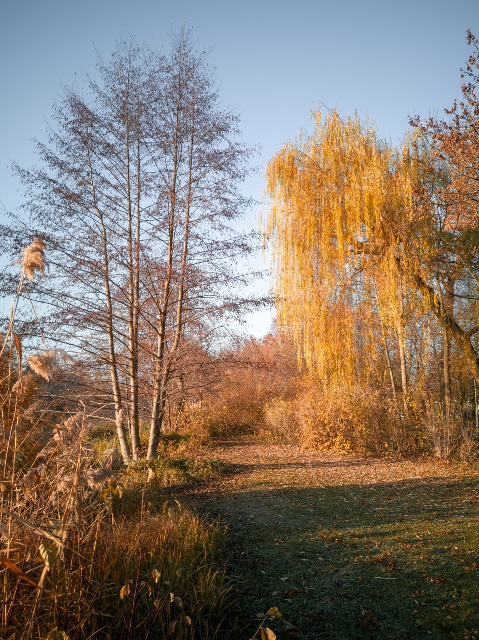 TREES ON FIELD AGAINST SKY