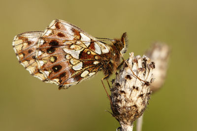 Close-up of butterfly on flower