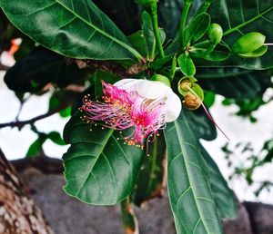 Close-up of pink flowers