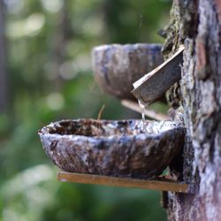 Close-up of sap falling into bowl