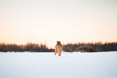 Dog on snow covered landscape during sunset
