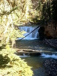 River flowing through forest