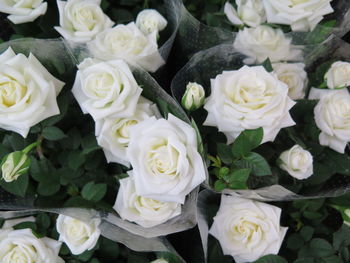 Close-up of roses bouquet