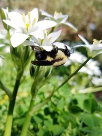 Close-up of insect on white flower