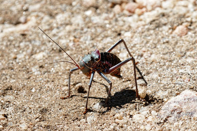 Close up acanthoplus discoidalis langfühlerschrecke namibia desert  on land