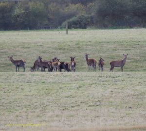 Horses on field against trees