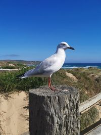 Seagull perching on a wall