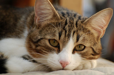 Portrait of cat relaxing on bed