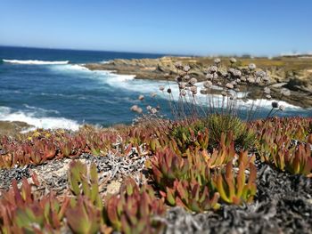 Plant growing on beach