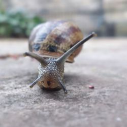 Close-up of snail