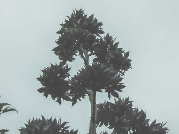 Low angle view of flower tree against clear sky