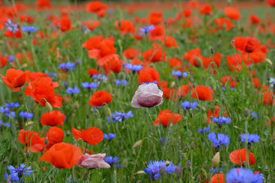 Close-up of poppy flowers in field